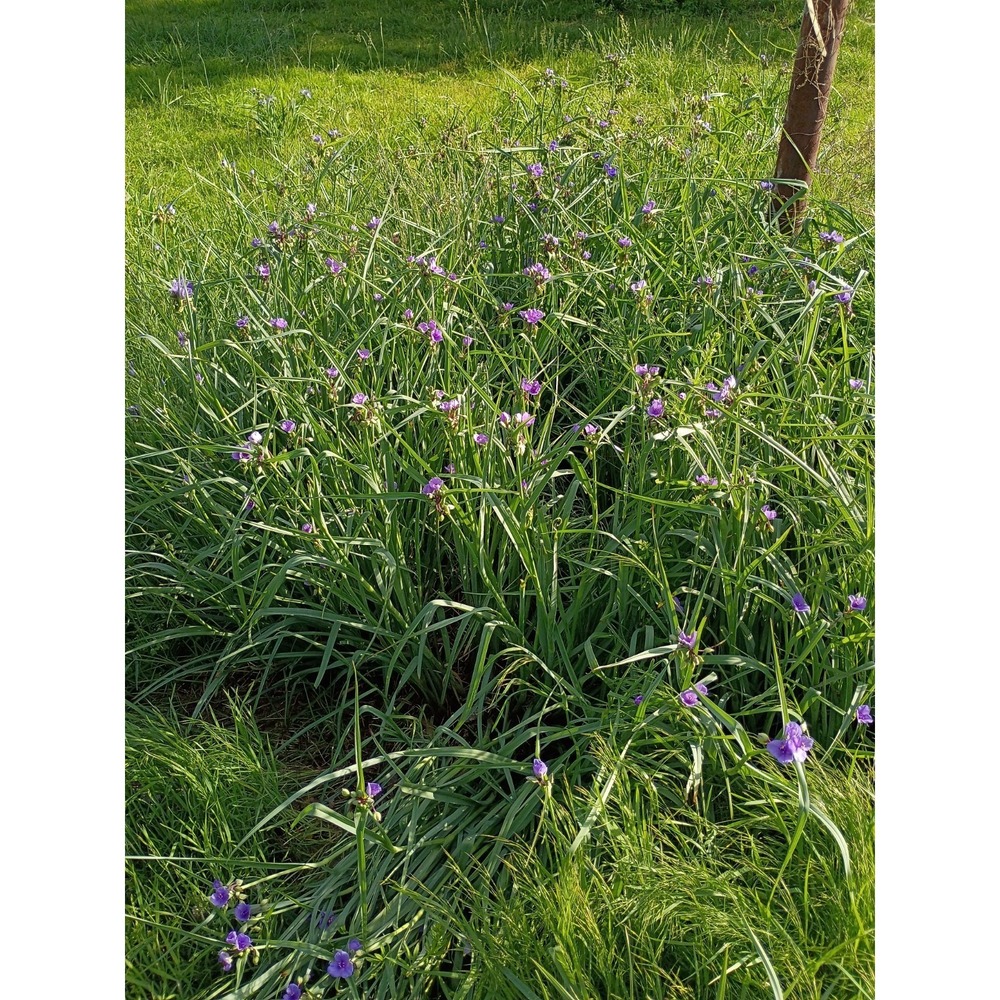 Spiderwort (Tradescantia) 10pk Corms Zone 4-9 Purple